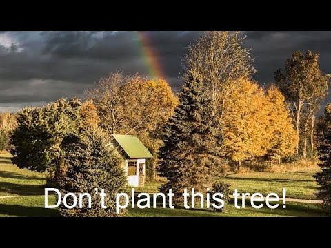 image-What kind of Christmas trees grow in Tennessee?