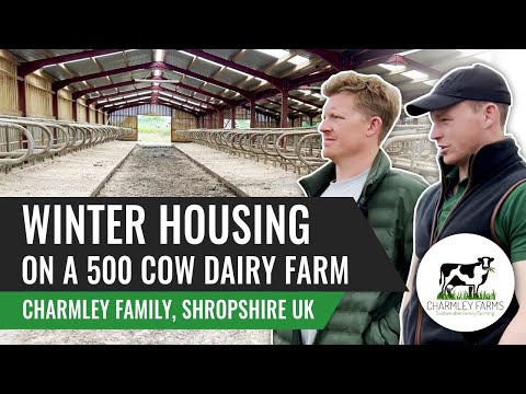 Winter Housing on a 500 cow Dairy Farm, Charmley Family, Shropshire UK