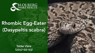 20170203 Common Egg-Eater near Barlinka Rd, Table View, Cape Town, Western Cape, South Africa