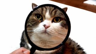 I see Maru with a magnifying glass