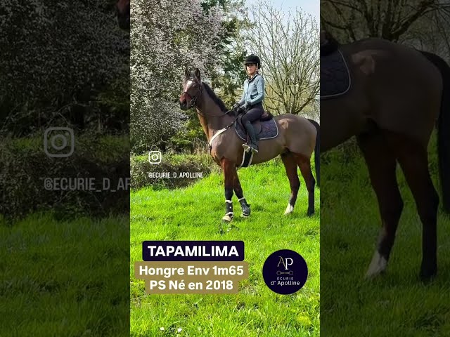 Hongre 1m65 tr&egrave;s plaisant sous la selle