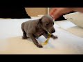 Italienisches Windspiel puppy