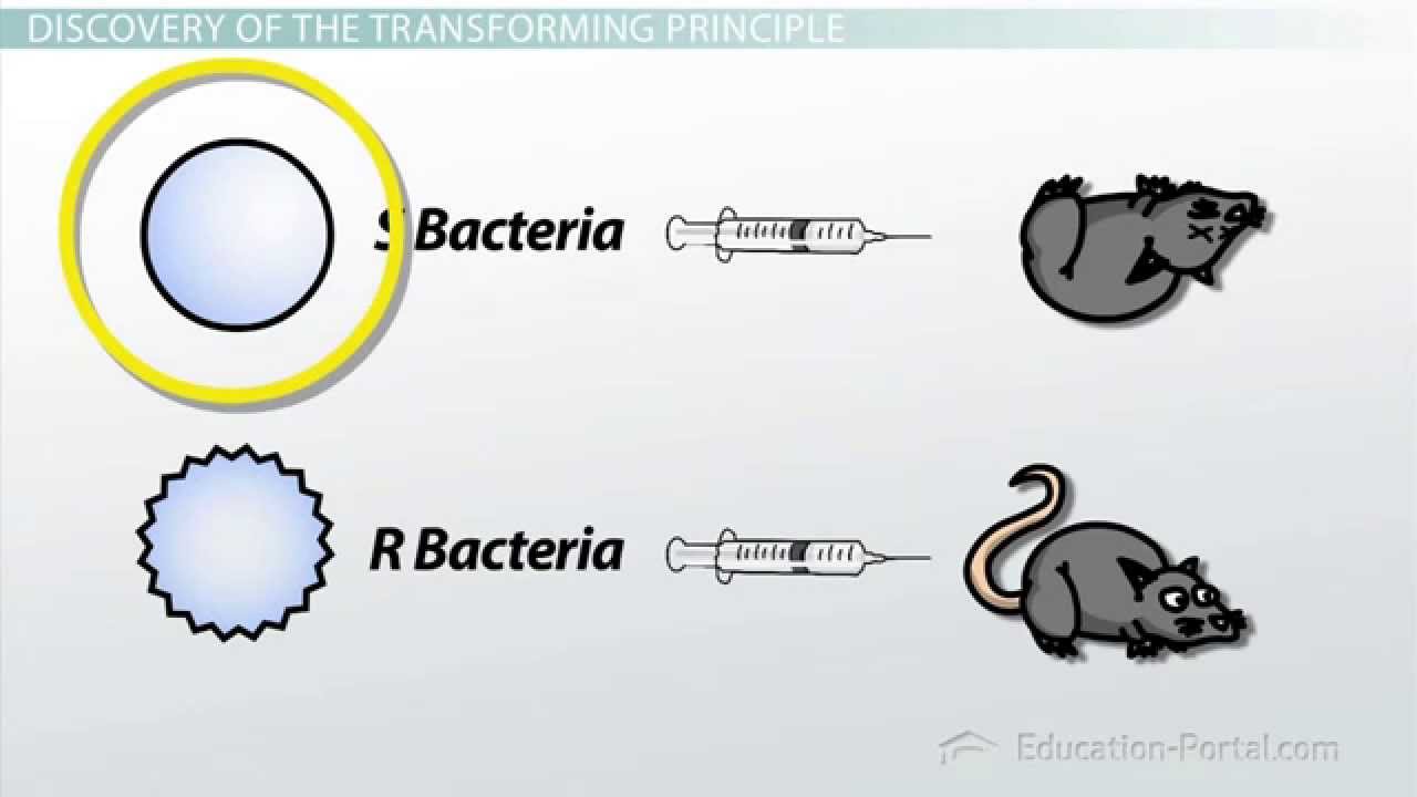 DNA: Double Helix Structure and Hereditary Molecules