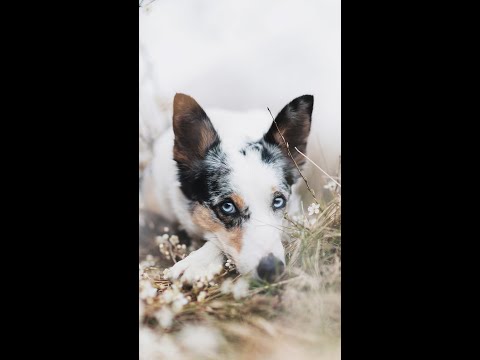 Spring Photoshoot - Border Collie - The Mejz Dog