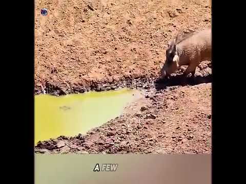 The warthog visits the crocodile to show off