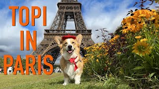 TOPI IN PARIS! - Topi the Corgi