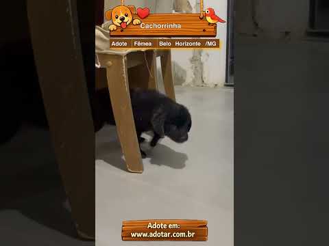 Vídeo de Cachorrinha