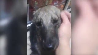 Abused Dog Feels For the First Time Petting Instead of Abusing