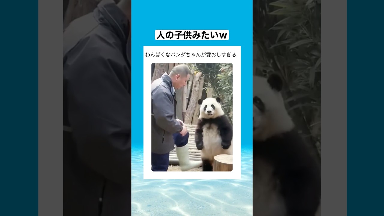 わんぱくなパンダちゃんが可愛すぎる...！　#shorts #動物 #おすすめ