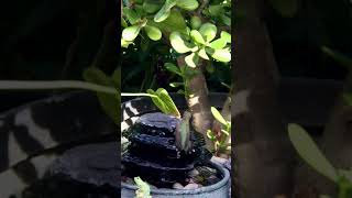 Download lagu Hummingbird taking a shower and drinking water #2 ( Noog da dej) mp3