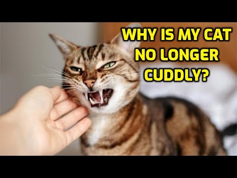Why Doesn’t My Cat Like To Be Touched Anymore?