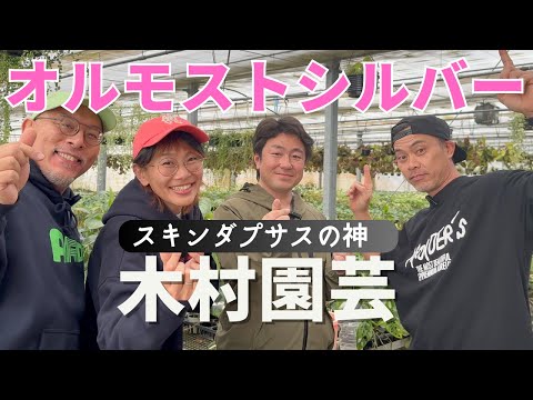 アトラスフェスク 植物