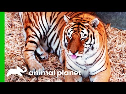 download lagu mp3 mp4 Rocky Mountain Vet, download mp3 Rocky Mountain Vet free downloadn, video klip Rocky Mountain Vet