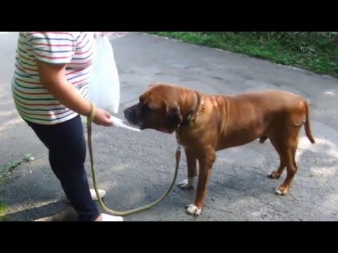 土佐の特徴 性質 飼った場合の費用 動画をチェック 犬選びどっとこむ