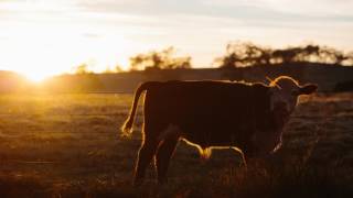 Fairground Saints -  Ain't much for lyin