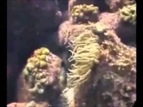 Wasted Education Eona music video