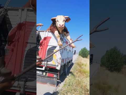 A CALF JUMPED FROM A TRUCK ON ITS WAY TO THE SLAUGHTERHOUSE