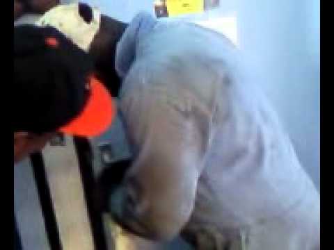 Vertje a pega den wc