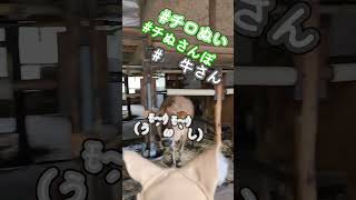 【チロぬい】も〜(「🐮･ ω･ )「🐮も〜