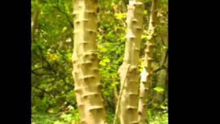 Il Lyrics English Translation