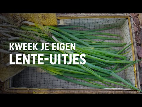 , title : 'Lente-uitjes zaaien, kweken en oogsten | DIY video | Pokon: Groen doet je goed!'