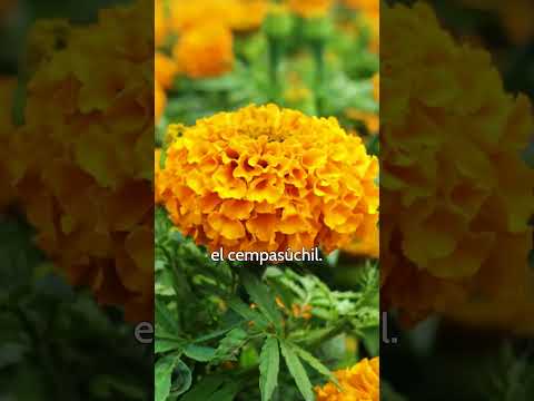 Cempasúchil de San Gregorio