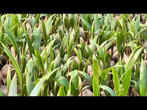 Dừa giống Mã Lai Minh Hậu 0987639100