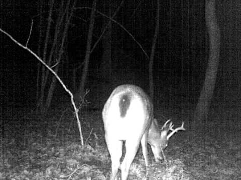 download lagu mp3 mp4 Peei, download lagu Peei gratis, unduh video klip Peei