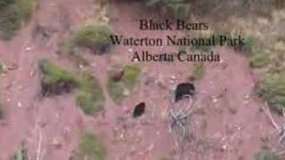 preview picture of video 'Waterton Black Bears'