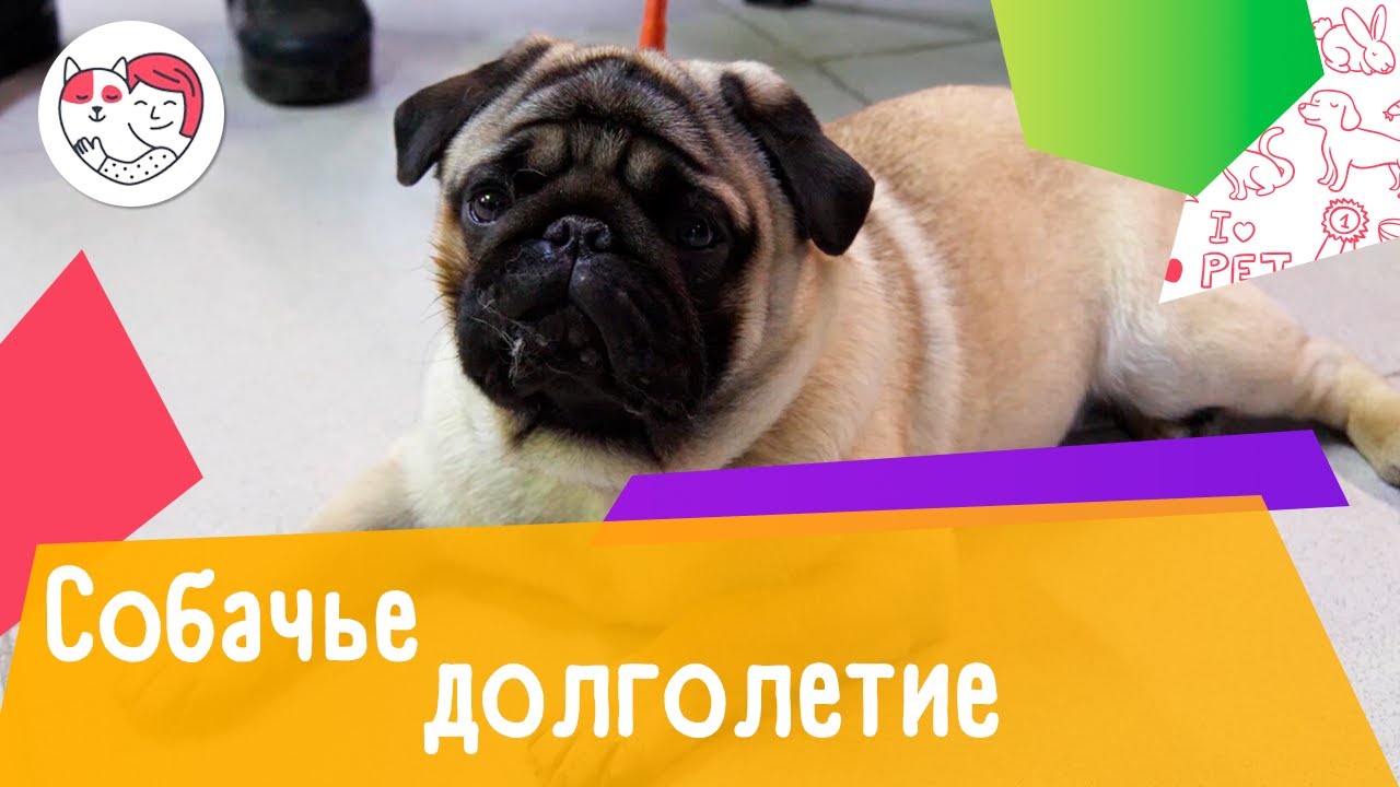 5 секретов собачьего долголетия
