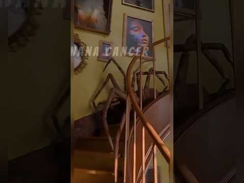 Big Spider Transformation #animaljourney #animals #animalgrowth  #nanacancer