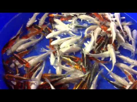 New koi 10-12cm 28/06/13