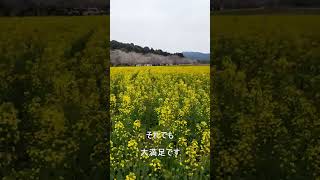 【宮崎】西都原古墳群の桜と菜の花で癒される動画2025年版#shorts