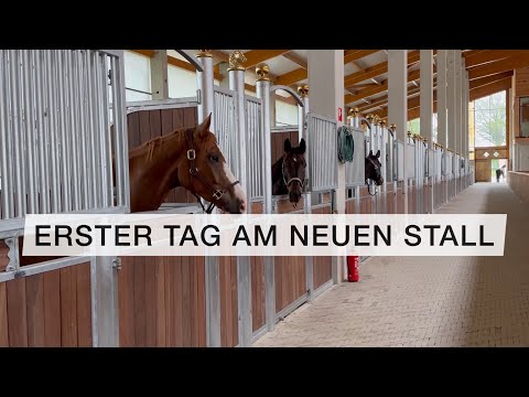 First day at the new stable | FMA