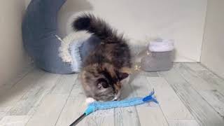 ミヌエットの動画01