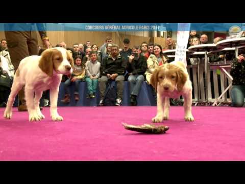 Voir la vidéo : Ring Canins du 04 mars 2017, partie 2