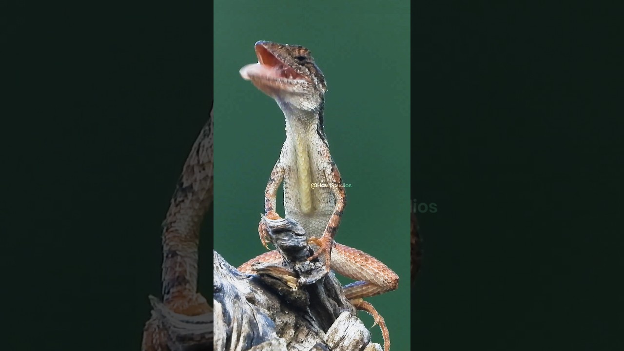 Oriental Garden Lizard Hunting and Foraging Behavior
