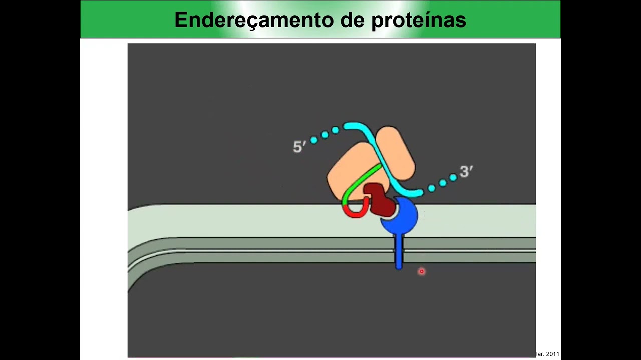 Endereçamento de proteínas transporte transmembrana