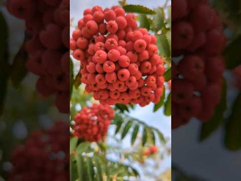 , title : 'Cardinal Royal 🍎 | Rowan Tree | Deciduous 🌳'