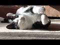 Tuxedo Cat Black And White Pink Nose Kitty