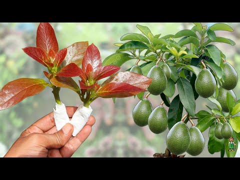 A quick way to propagate avocado trees with tissue paper with 400% success