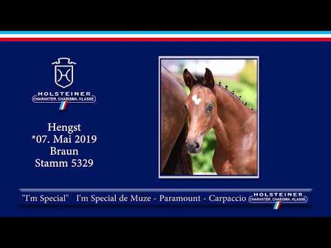 Holsteiner Elite-Fohlenauktion 2019 - Nr. 25 I'm Special v. I'm Special de Muze-Paramount