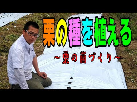 園芸 塊茎エンドウ、塊茎エンドウ、すりつぶした栗