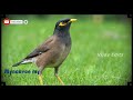 Types Of Myna Myna Songs In Tamil Tamil Whatsapp Status All Versions Of Myna Myna