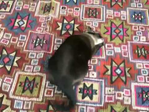 More Nazli and the rug