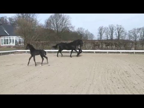 Oldenburger Hengstfohlen von Desperado / Gribaldi  am 27. März 2016