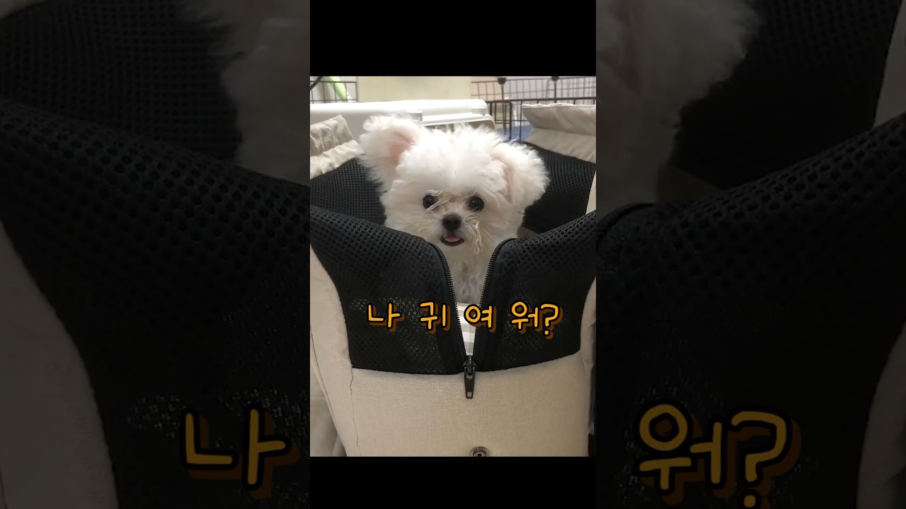 나 사실 토끼야....