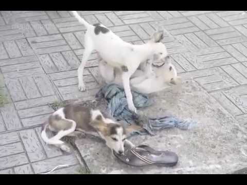 Dogs at Ernakulam boat jetty- Funny Video