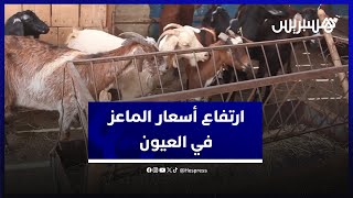 "تشهد إقبالا في العيد".. غياب المرعى وغلاء العلف يرفع أسعار الماعز في العيون thumbnail