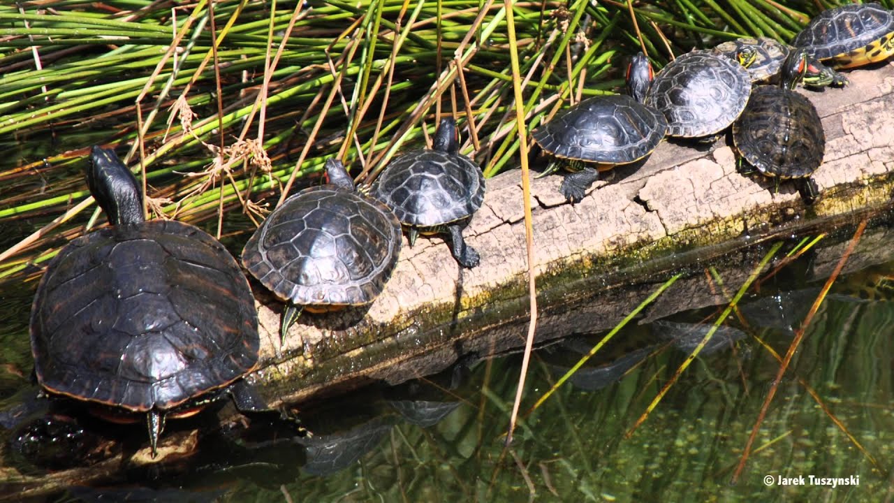 Nature Clips Eastern Painted Turtle